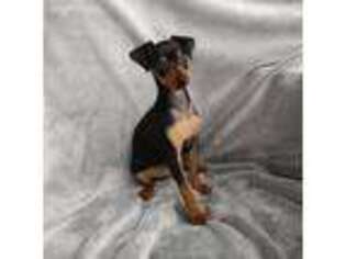 Miniature Pinscher Puppy for sale in GREENEVILLE, TN, USA