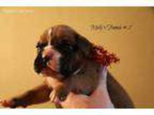 Boxer Puppy for sale in Watonga, OK, USA