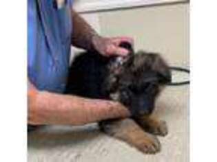 German Shepherd Dog Puppy for sale in Calhan, CO, USA