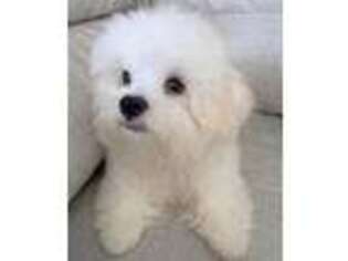 Maltese Puppy for sale in Deadwood, SD, USA