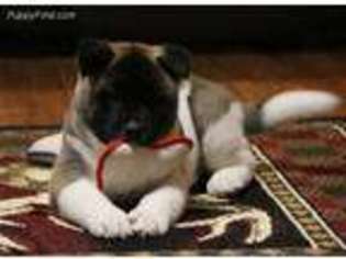 Akita Puppy for sale in Lebanon, MO, USA
