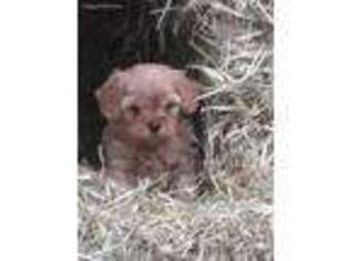 Cavapoo Puppy for sale in Reinholds, PA, USA