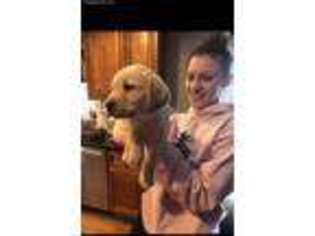 Labrador Retriever Puppy for sale in Pawtucket, RI, USA