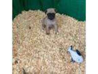 Pug Puppy for sale in Plymouth, MA, USA
