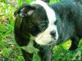 Bulldog Puppy for sale in LUTZ, FL, USA