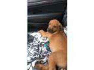 Rhodesian Ridgeback Puppy for sale in Westlake, OH, USA