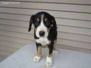 Greater Swiss Mountain Dog Puppy for sale in Grand Rapids, MI, USA