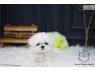 Maltese Puppy for sale in Albany, NY, USA