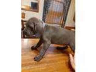 Weimaraner Puppy for sale in Nescopeck, PA, USA