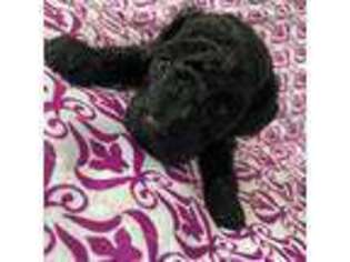 Mutt Puppy for sale in Thompson, OH, USA