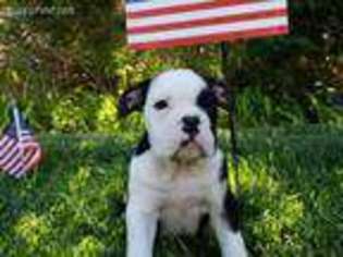 Olde English Bulldogge Puppy for sale in Lancaster, CA, USA