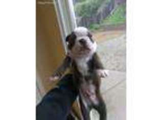 Boston Terrier Puppy for sale in Concord, CA, USA