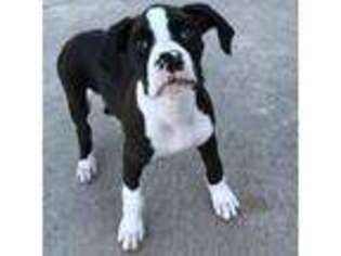 Boxer Puppy for sale in West Harrison, IN, USA
