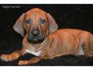 Rhodesian Ridgeback Puppy for sale in Hamtramck, MI, USA