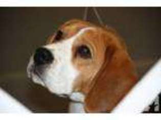 Beagle Puppy for sale in LOCUST GROVE, GA, USA