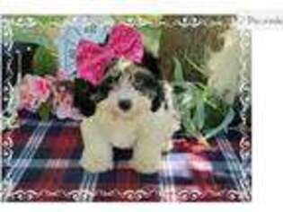 Cavachon Puppy for sale in Saint Louis, MO, USA