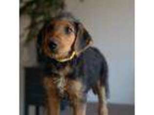 Airedale Terrier Puppy for sale in Caldwell, ID, USA