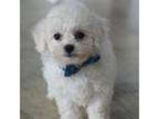 Bichon Frise Puppy for sale in Middlebury, IN, USA