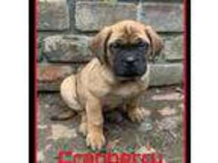 Mastiff Puppy for sale in Lakeville, IN, USA