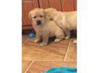 Labrador Retriever Puppy for sale in Falls, PA, USA