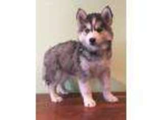 Siberian Husky Puppy for sale in Beavertown, PA, USA