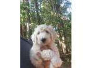 Goldendoodle Puppy for sale in Scottsboro, AL, USA