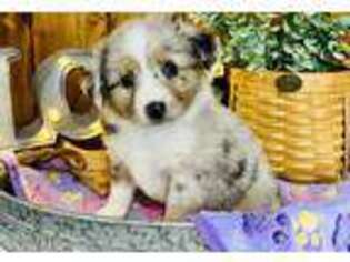 Miniature Australian Shepherd Puppy for sale in Anthony, FL, USA