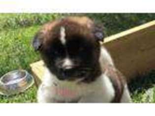 Akita Puppy for sale in SAN DIMAS, CA, USA