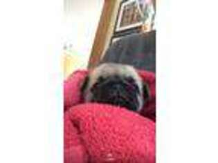 Pug Puppy for sale in Mosinee, WI, USA