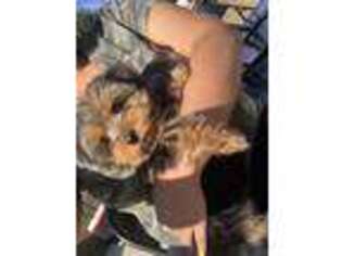 Yorkshire Terrier Puppy for sale in Rocky Mount, NC, USA
