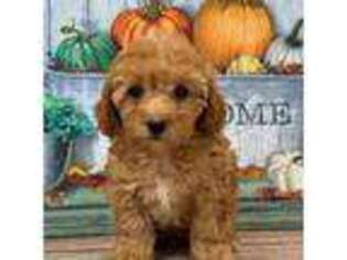 Mutt Puppy for sale in Memphis, MO, USA