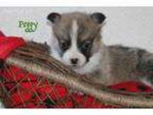 Pembroke Welsh Corgi Puppy for sale in Worley, ID, USA