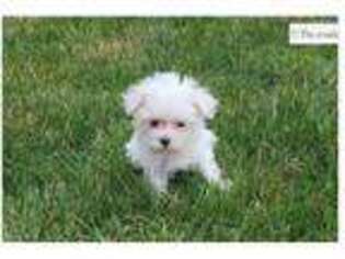 Maltese Puppy for sale in Fort Wayne, IN, USA