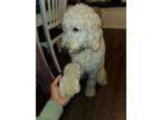 Goldendoodle Puppy for sale in Northborough, MA, USA