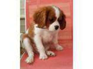 Cavalier King Charles Spaniel Puppy for sale in Temecula, CA, USA