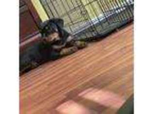 Rottweiler Puppy for sale in Atlanta, GA, USA