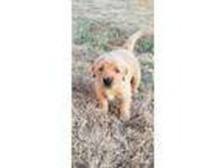Golden Retriever Puppy for sale in Easton, KS, USA