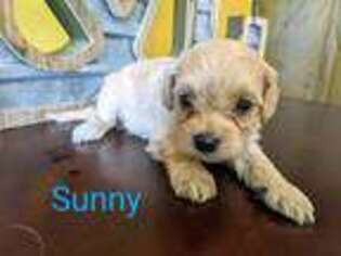 Mutt Puppy for sale in Wellsburg, IA, USA