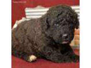 Newfoundland Puppy for sale in Greenacres, WA, USA
