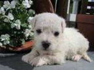 Bichon Frise Puppy for sale in Callaway, VA, USA