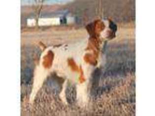Brittany Puppy for sale in Elmdale, KS, USA