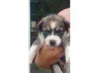 Siberian Husky Puppy for sale in Elkton, MD, USA