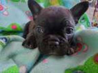 French Bulldog Puppy for sale in Lincoln, NE, USA