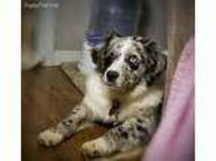 Miniature Australian Shepherd Puppy for sale in Charleston, AR, USA