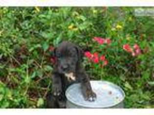 Great Dane Puppy for sale in Columbia, SC, USA