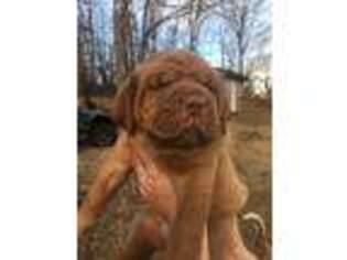 American Bull Dogue De Bordeaux Puppy for sale in Sage, AR, USA