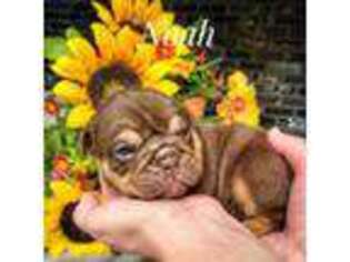 Bulldog Puppy for sale in Dumas, TX, USA