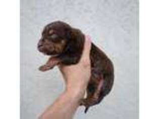 Mutt Puppy for sale in Sarasota, FL, USA