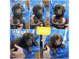 Labrador Retriever Puppy for sale in Whitehouse, OH, USA