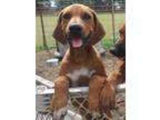 Rhodesian Ridgeback Puppy for sale in Farmersville, TX, USA